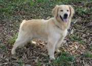 Golden retriever cachorros sangre importada usa/c… Golden retriever cachorros sangre importada usa/c…