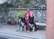 Criadero de akitas americanos Criadero de akitas americanos