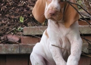 Cachorros bracco italiano Cachorros bracco italiano