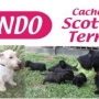 Cachorros Scottish Terrier